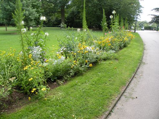  fleurs jaune, parc Sainte-Marie